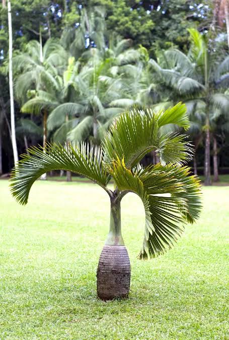 Palm Plants — Browse 3 varieties